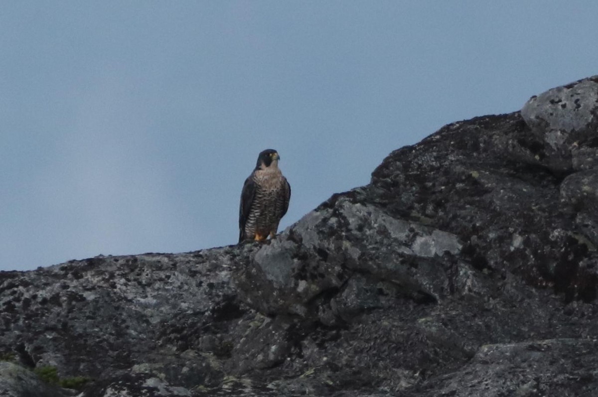 ハヤブサ - ML608626298