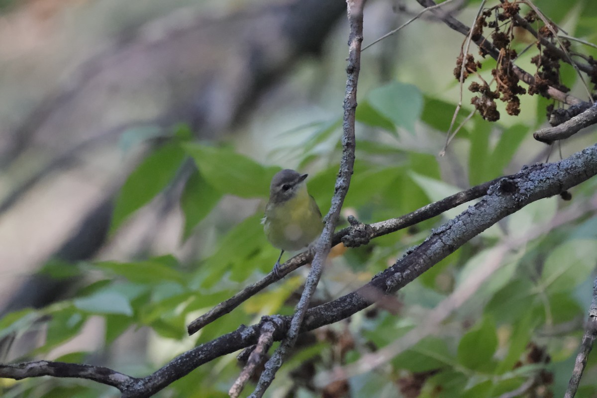 Philadelphia Vireo - ML608626348