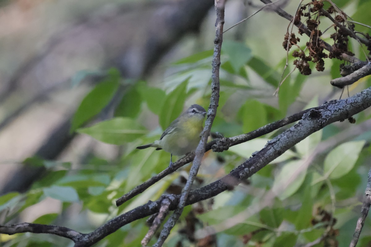 Philadelphia Vireo - ML608626350