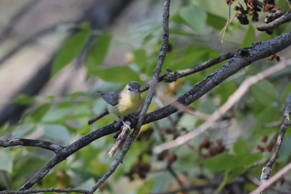 Philadelphia Vireo - Scott Ray