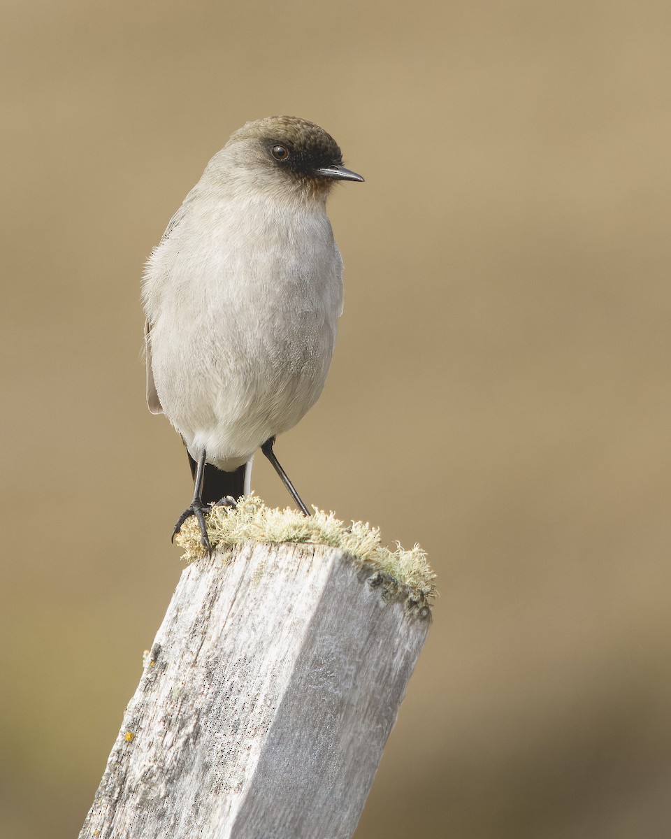 Dark-faced Ground-Tyrant - ML608626354