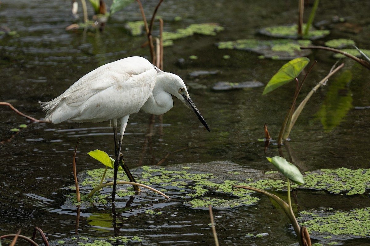 Little Egret - Ross Bartholomew