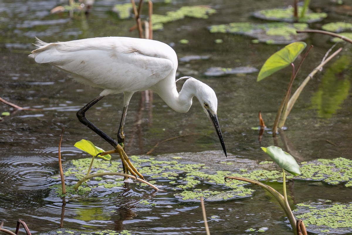 Little Egret - Ross Bartholomew