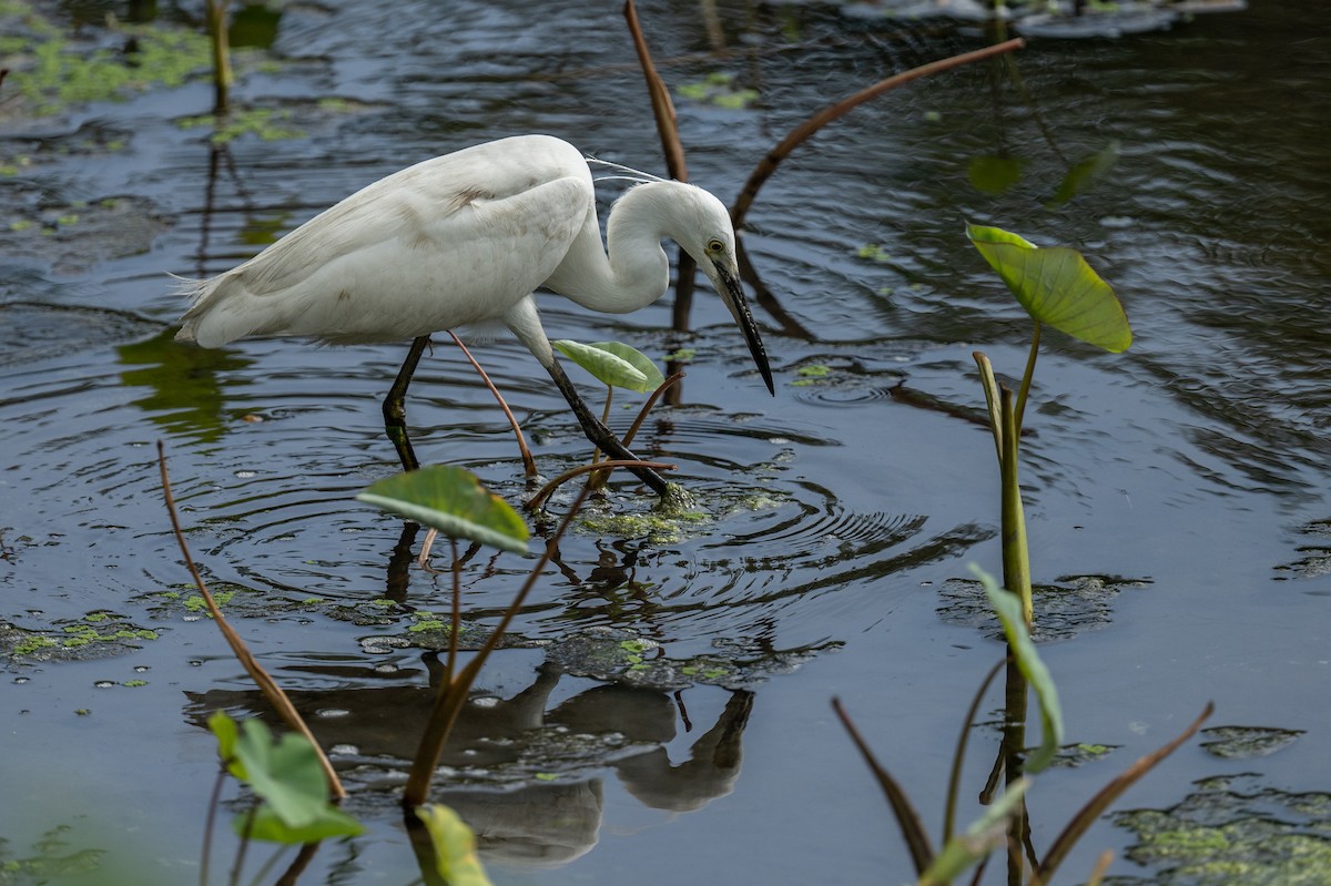 Little Egret - Ross Bartholomew