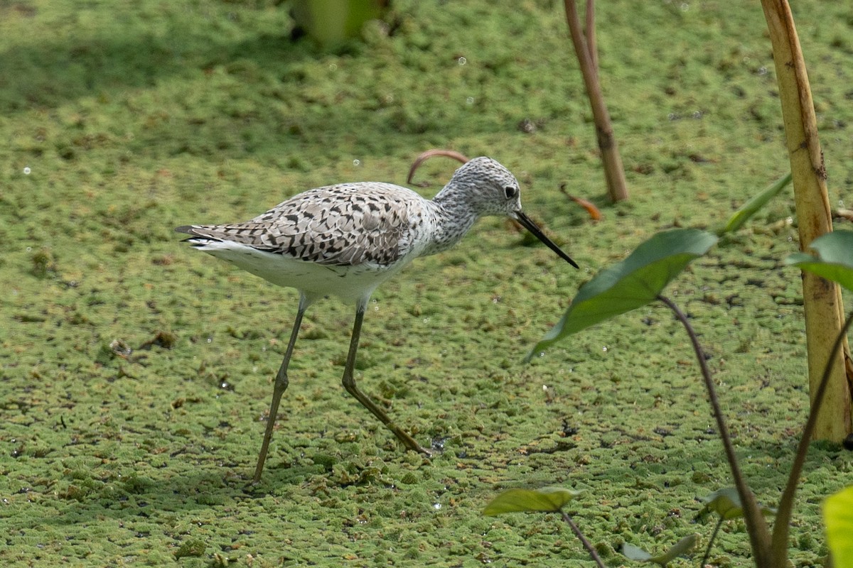 Marsh Sandpiper - Ross Bartholomew