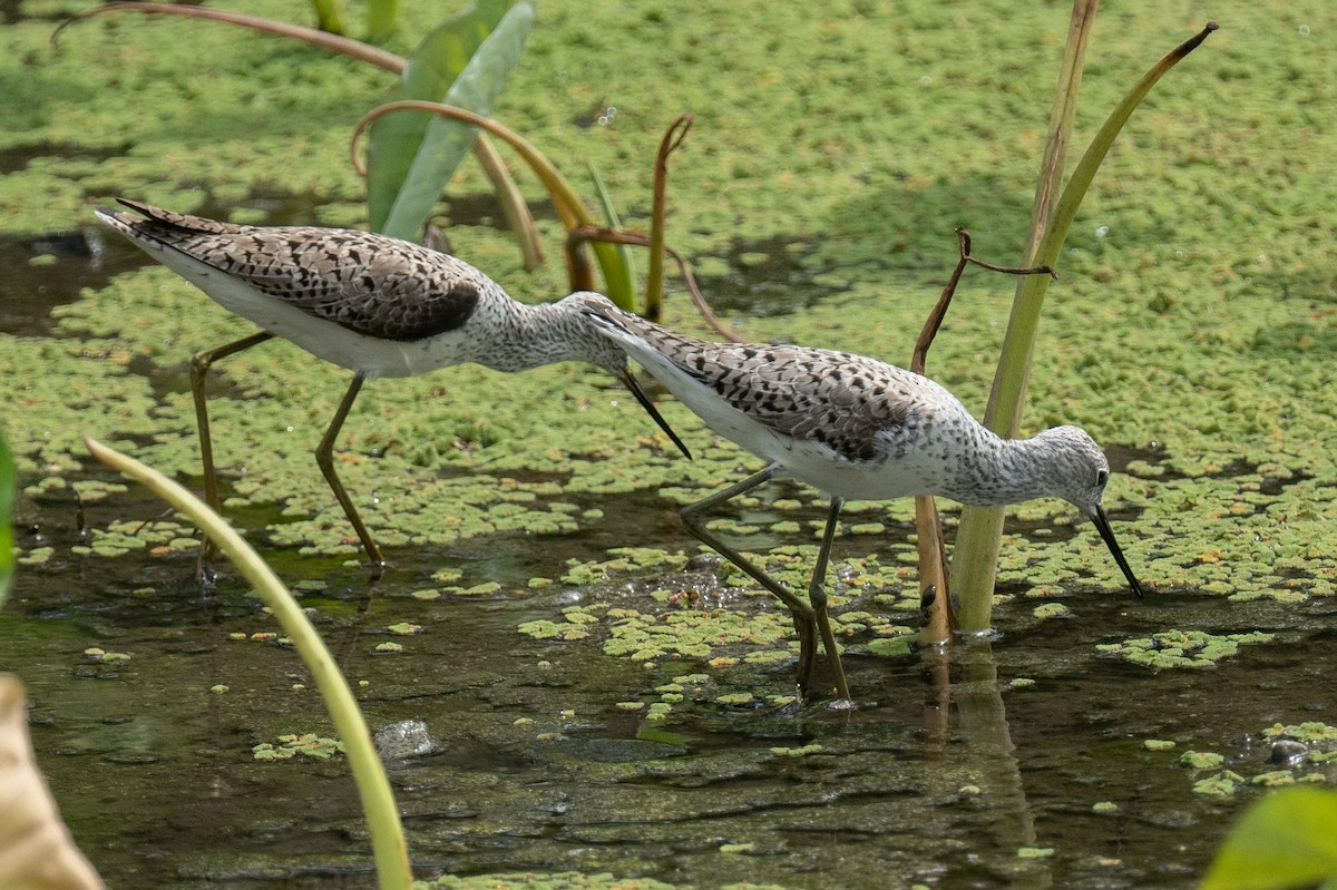 Marsh Sandpiper - Ross Bartholomew