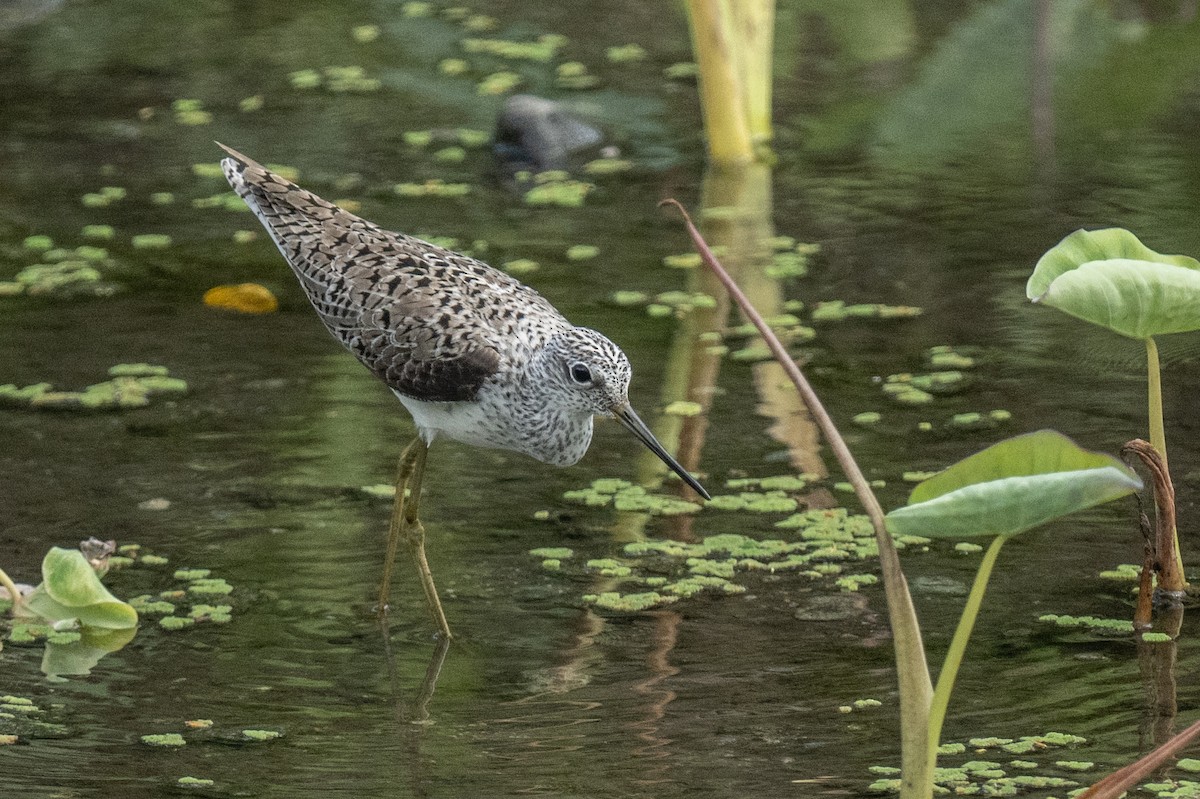 Marsh Sandpiper - Ross Bartholomew