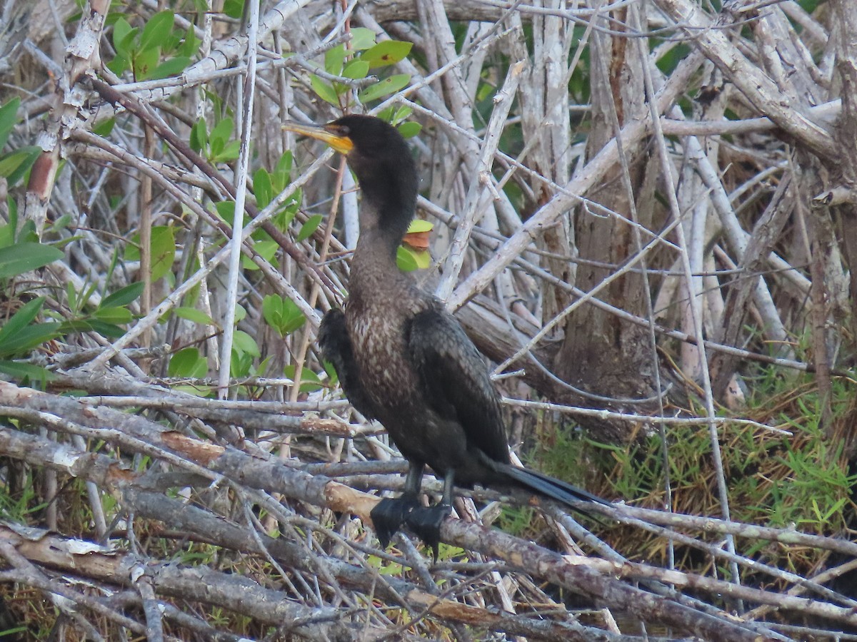 Double-crested Cormorant - Joyce Brady