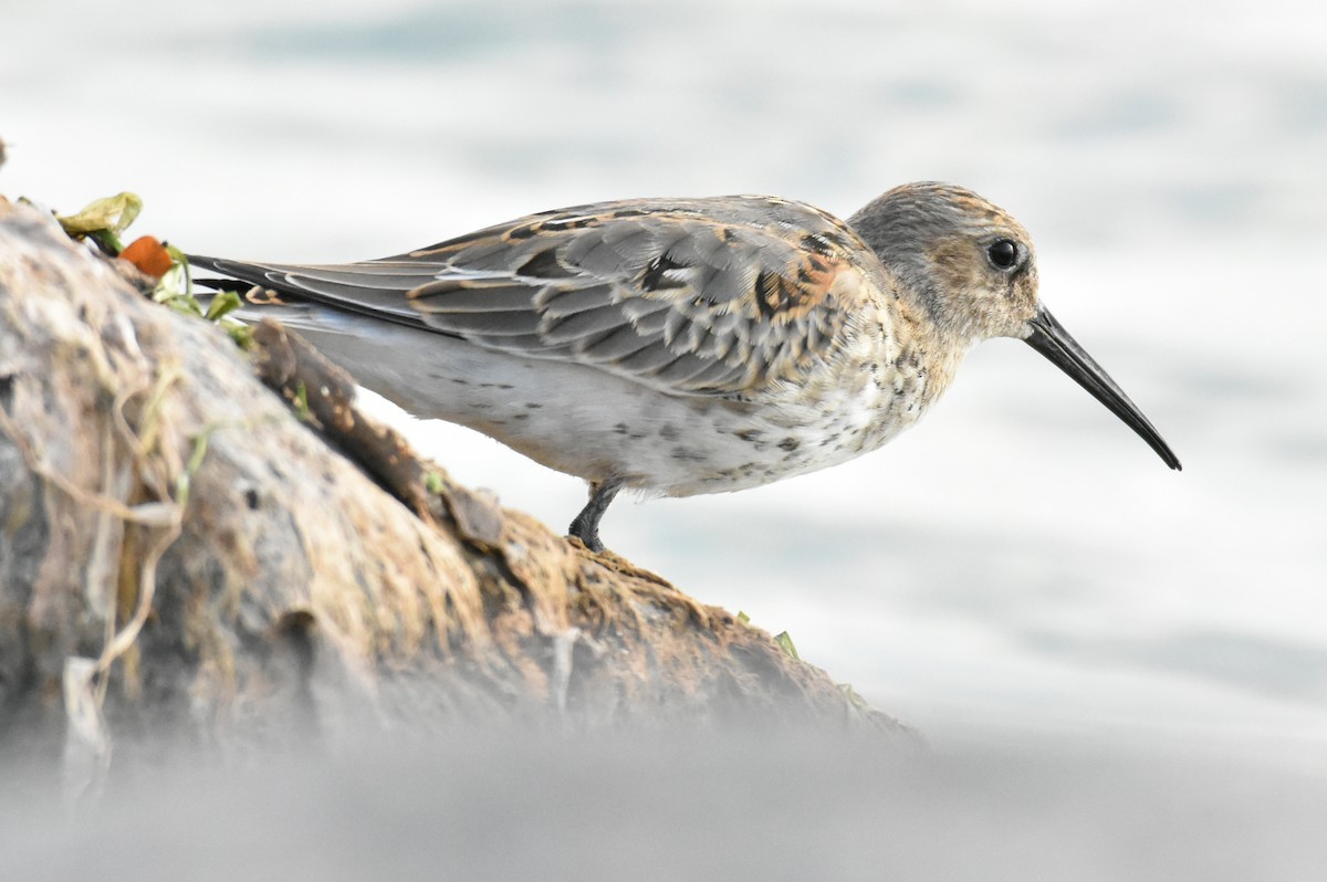 Dunlin - tim culp