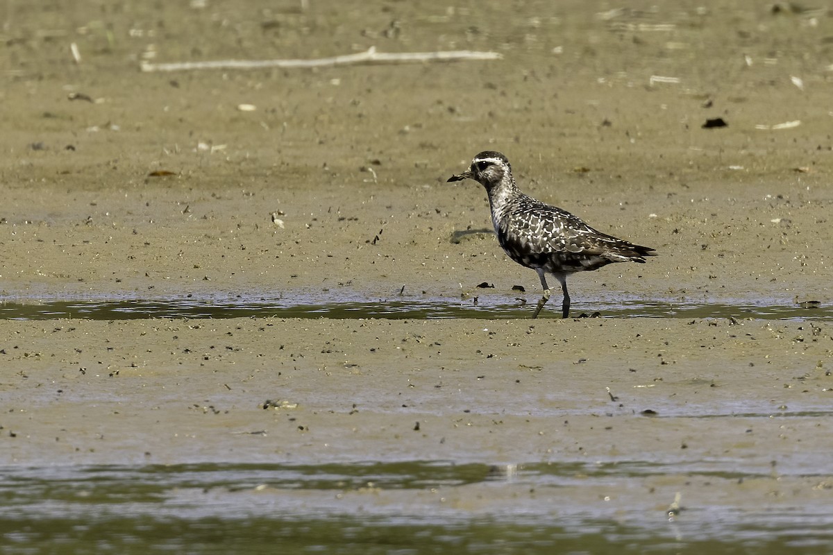 American Golden-Plover - Mel Green