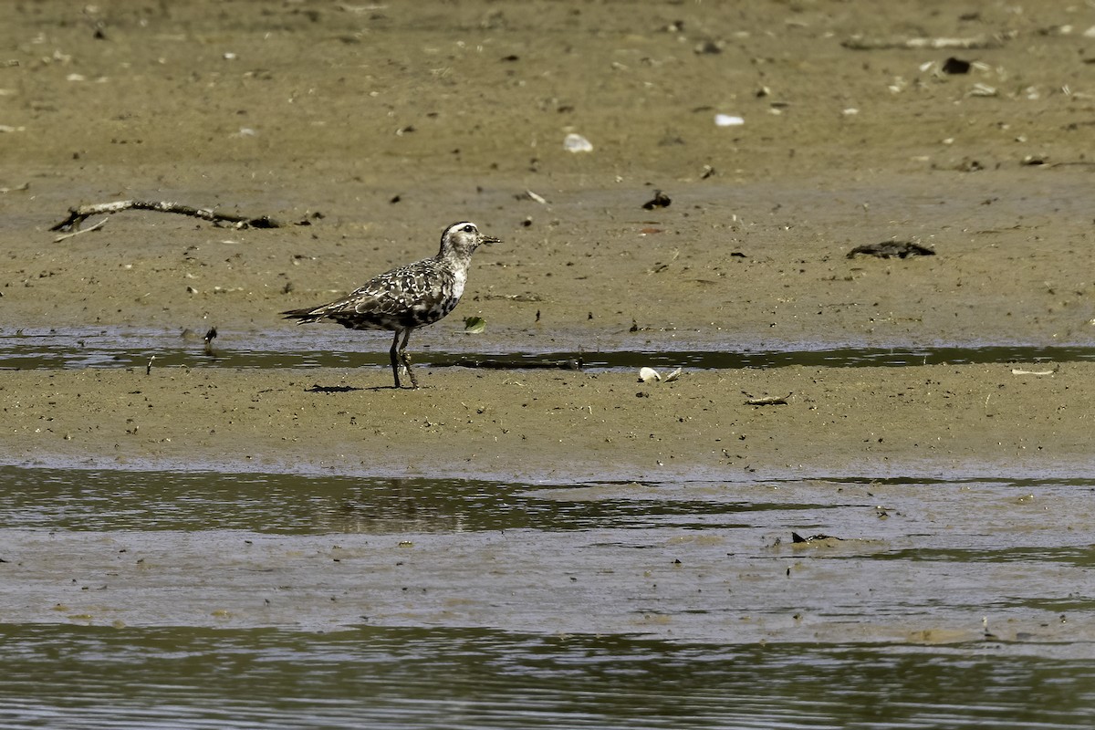 American Golden-Plover - ML608626573