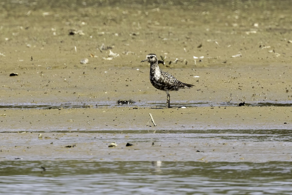 American Golden-Plover - ML608626574