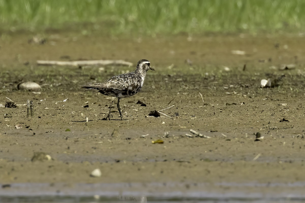 American Golden-Plover - ML608626579