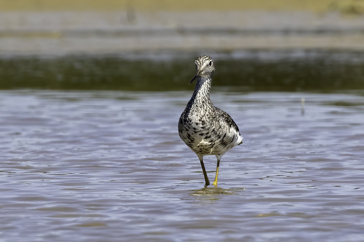 Greater Yellowlegs - ML608626595
