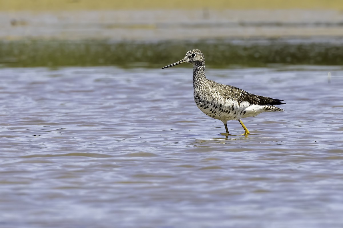 Greater Yellowlegs - ML608626598