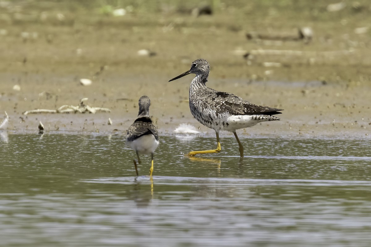 Greater Yellowlegs - ML608626604
