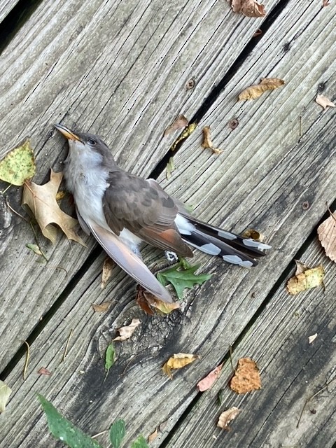 Yellow-billed Cuckoo - Steve Hampton