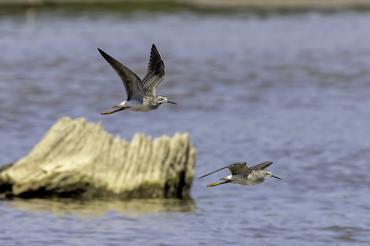 Lesser Yellowlegs - ML608626625