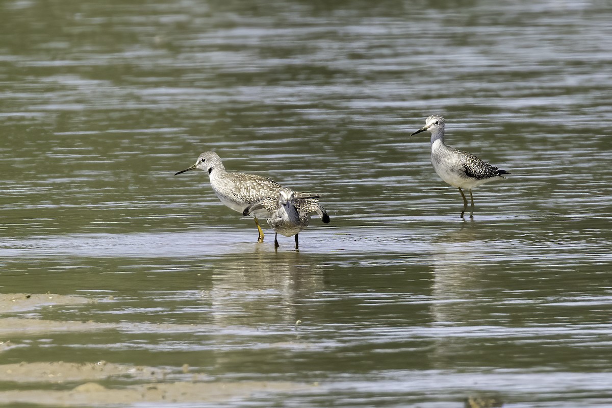 Lesser Yellowlegs - ML608626626