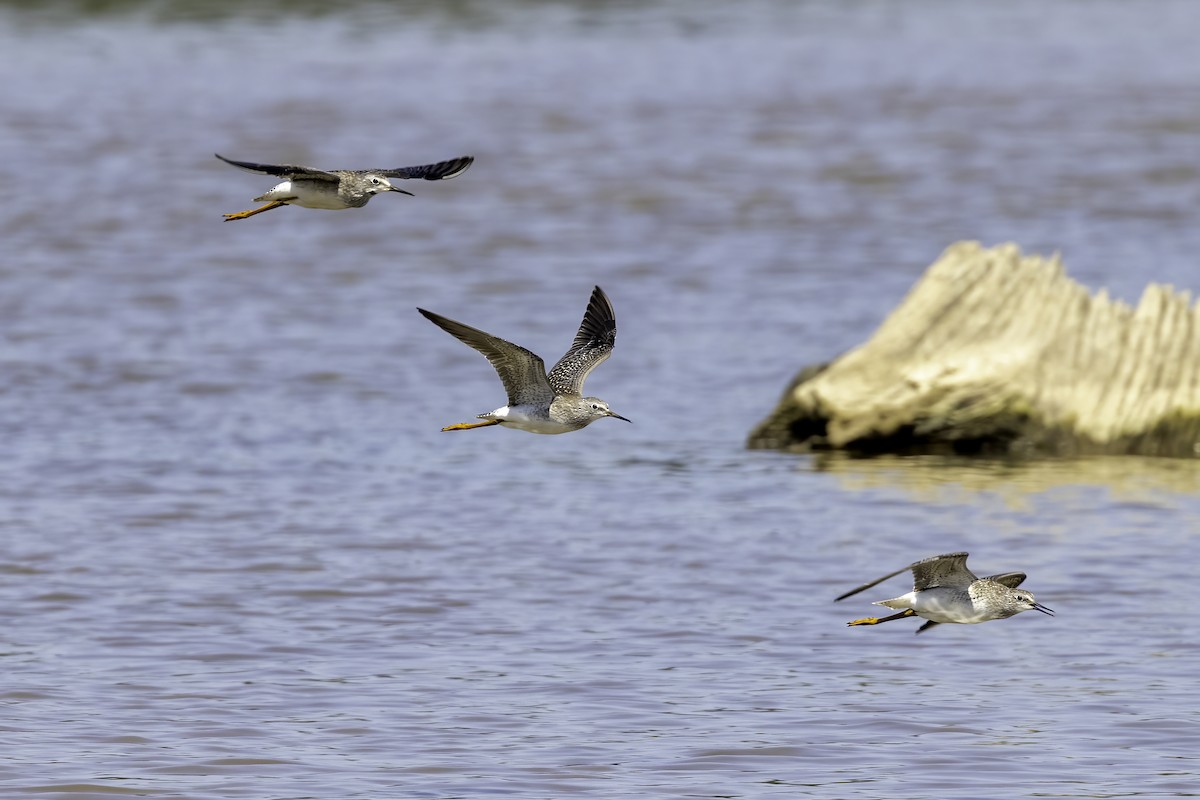 Lesser Yellowlegs - ML608626627