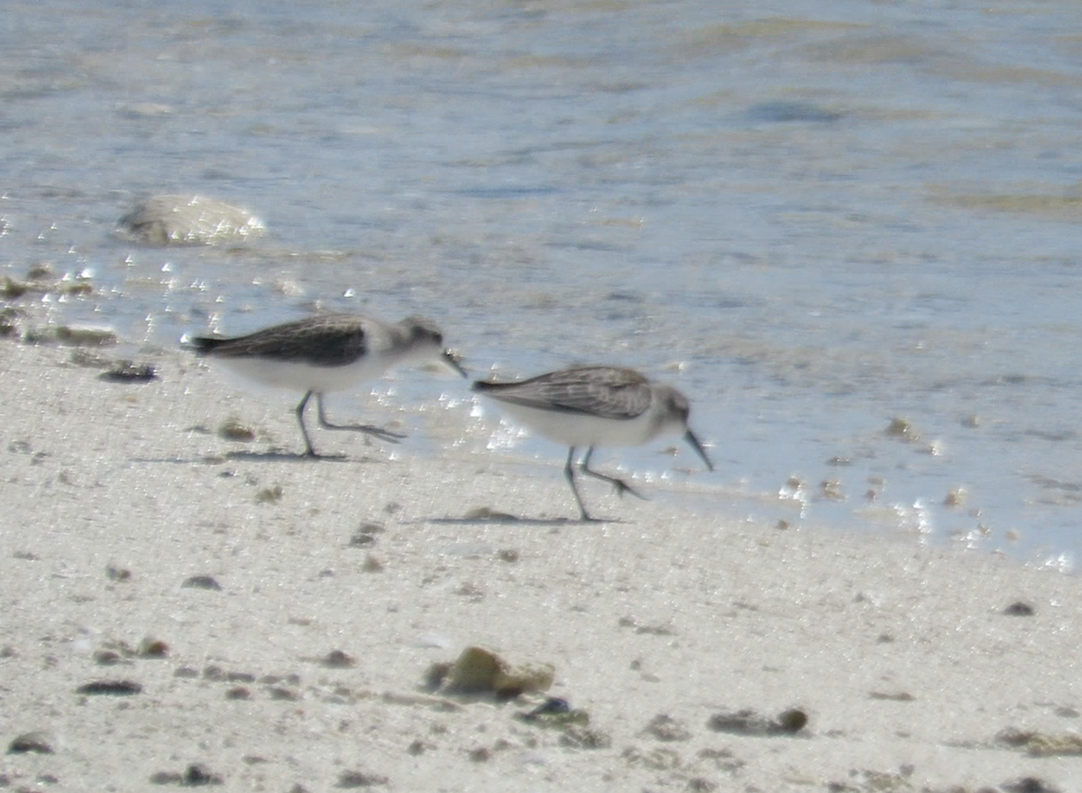 Western Sandpiper - ML608626636