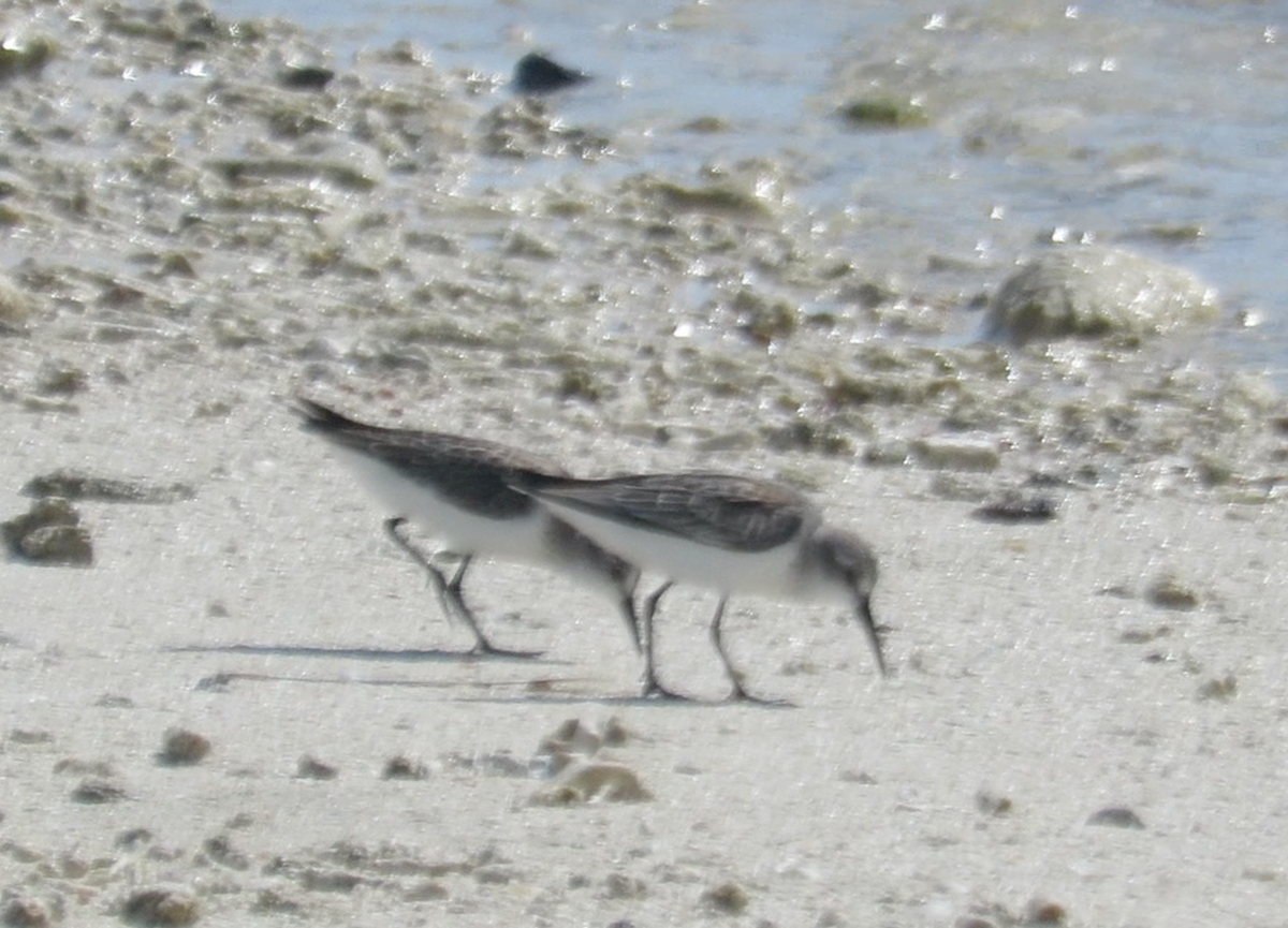 Western Sandpiper - ML608626639