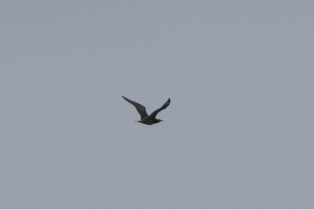 Parasitic Jaeger - Matt Parsons