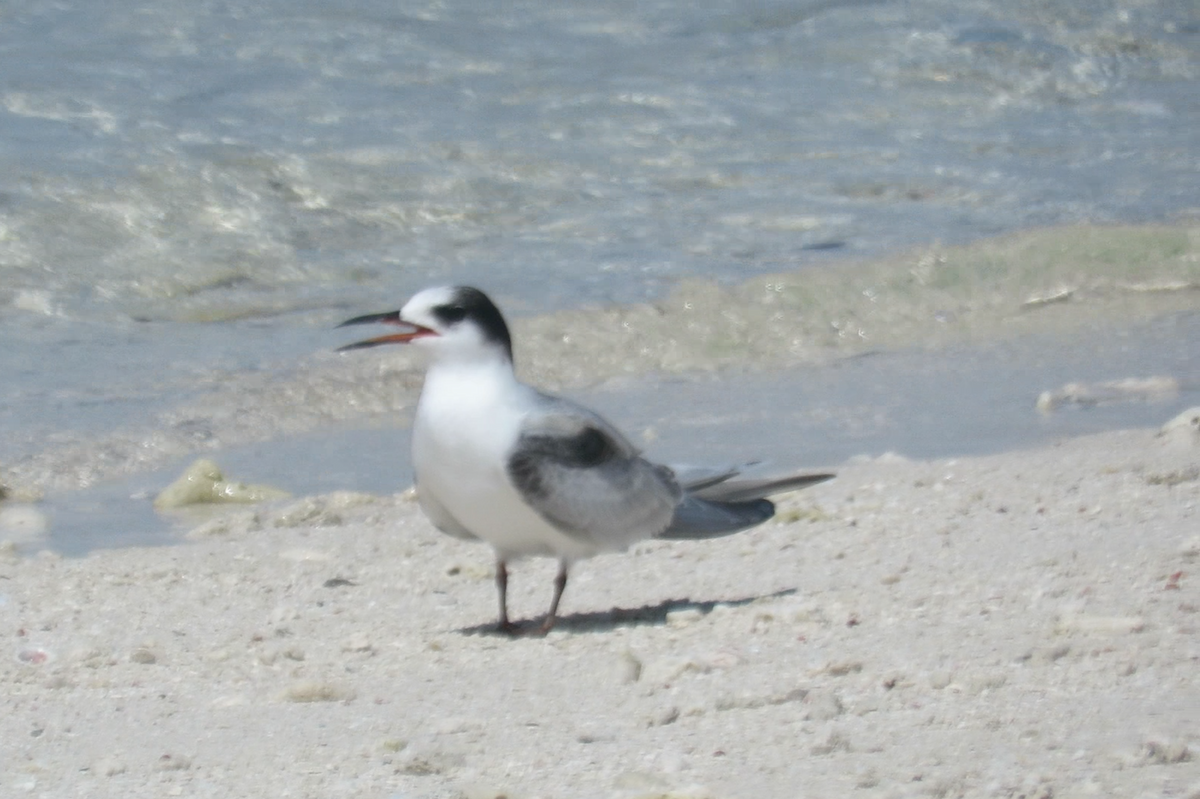 Common Tern - ML608626697