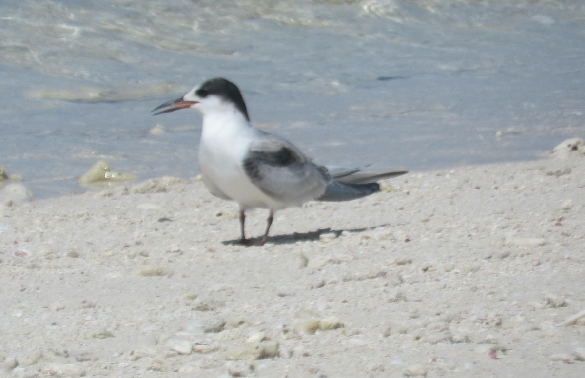 Common Tern - ML608626698