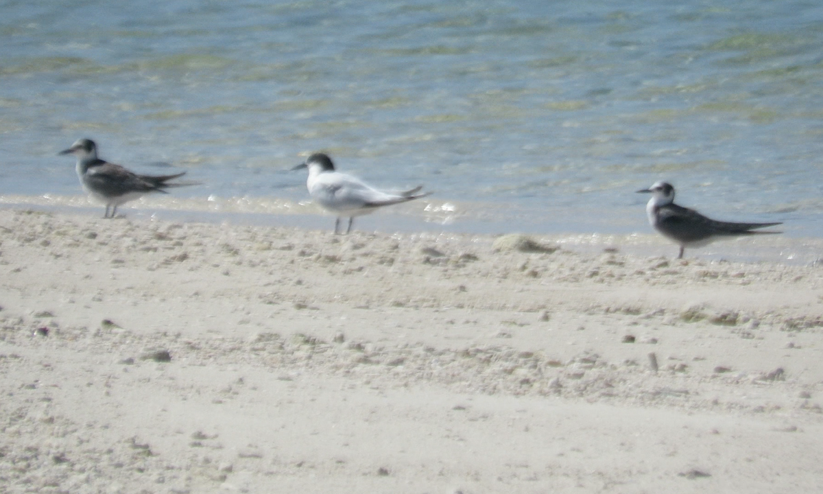 Common Tern - ML608626699