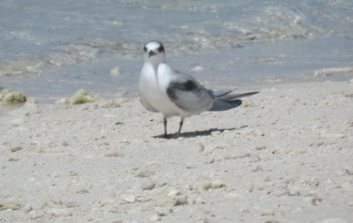 Common Tern - ML608626700