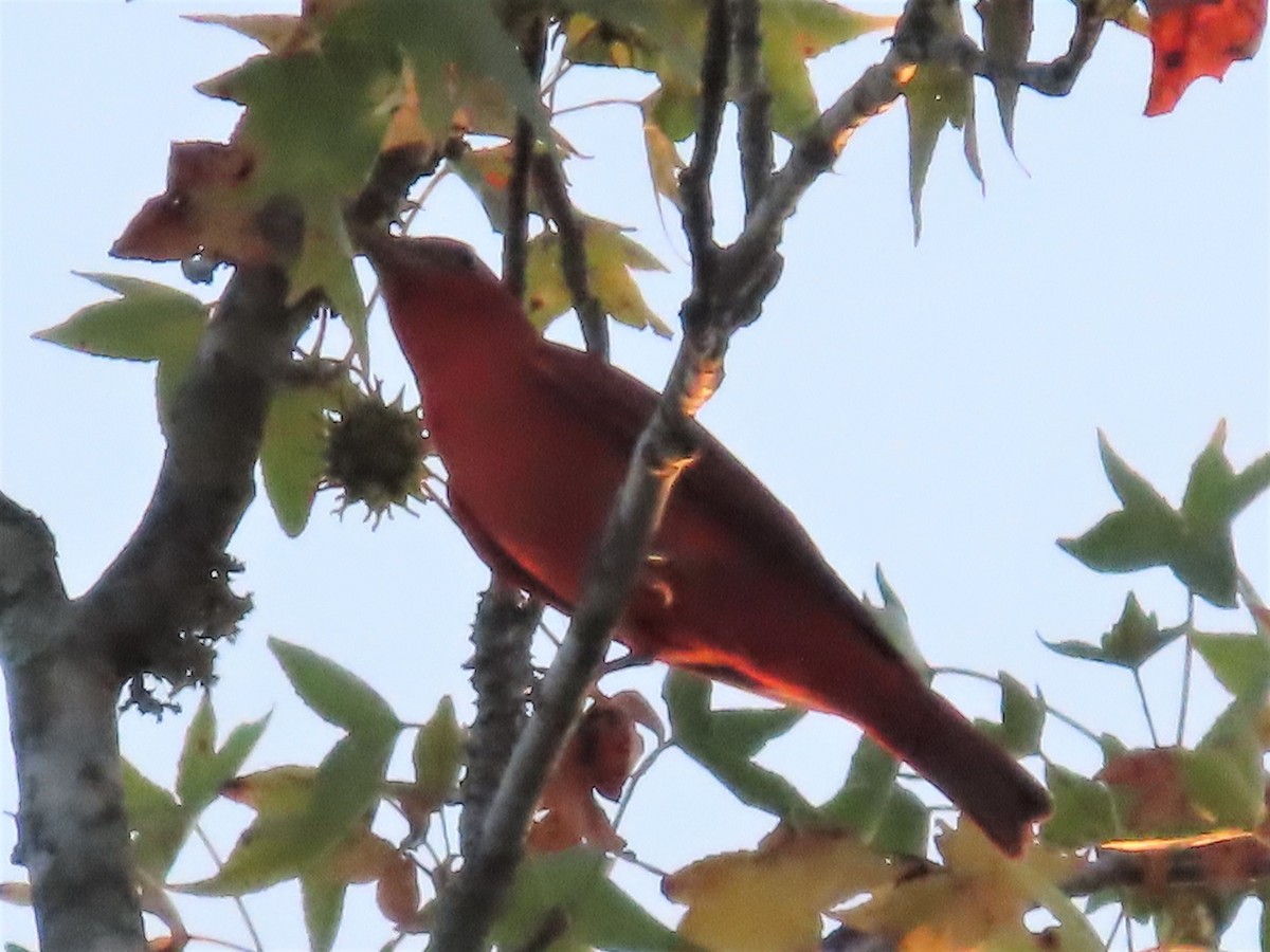 Summer Tanager - ML608626716