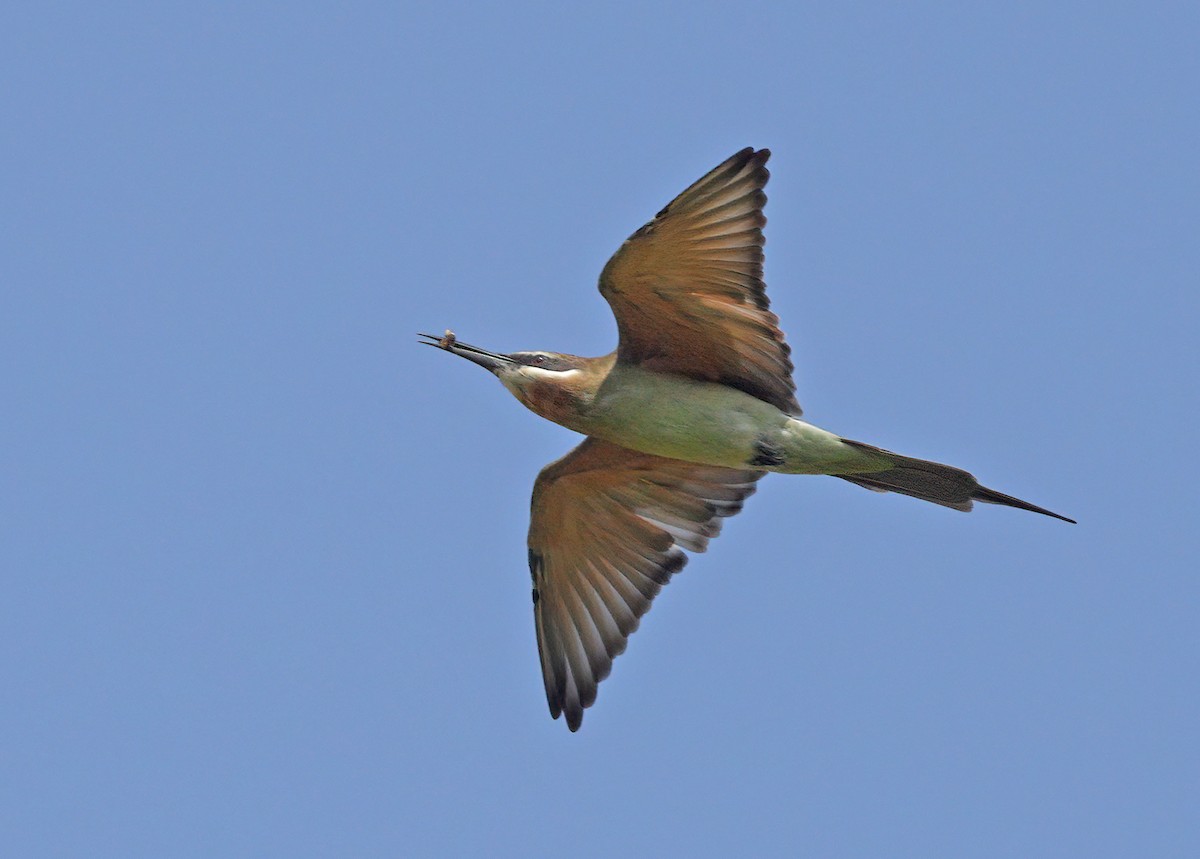 Madagascar Bee-eater - ML608626802