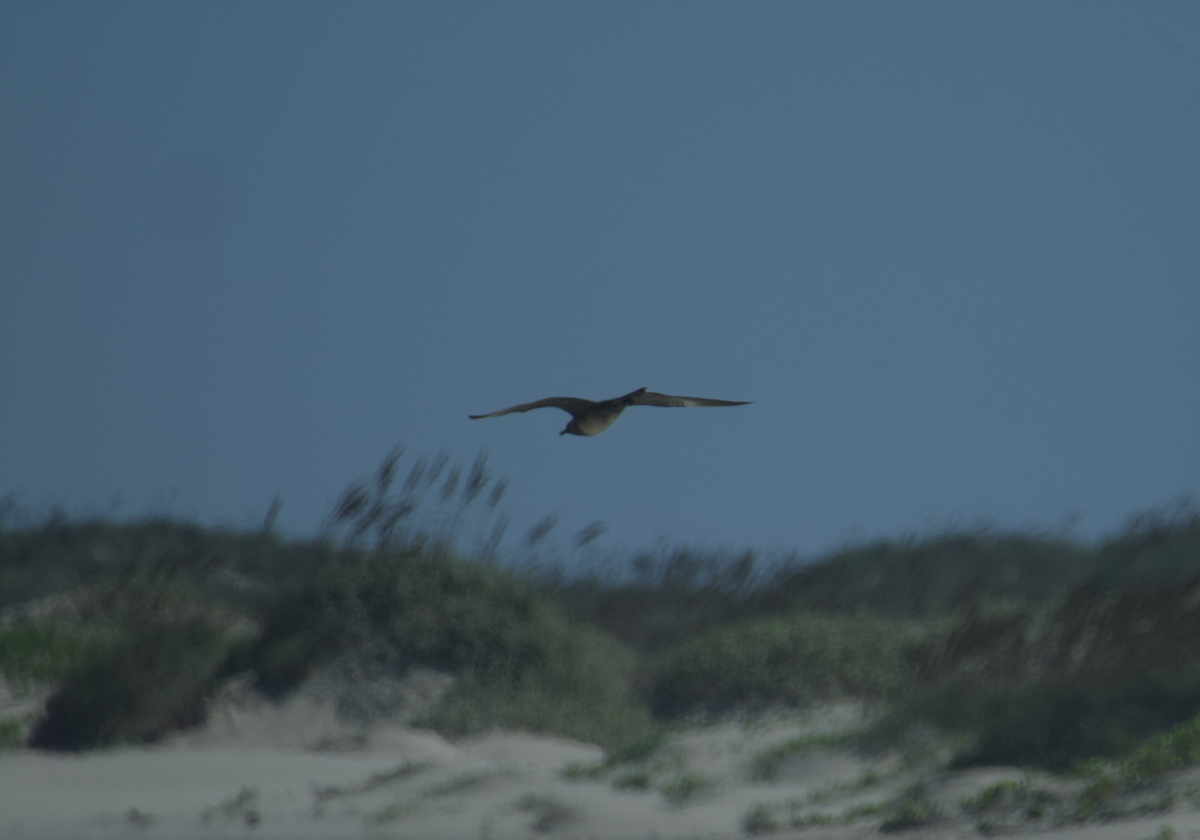 Long-tailed Jaeger - Evan Farese