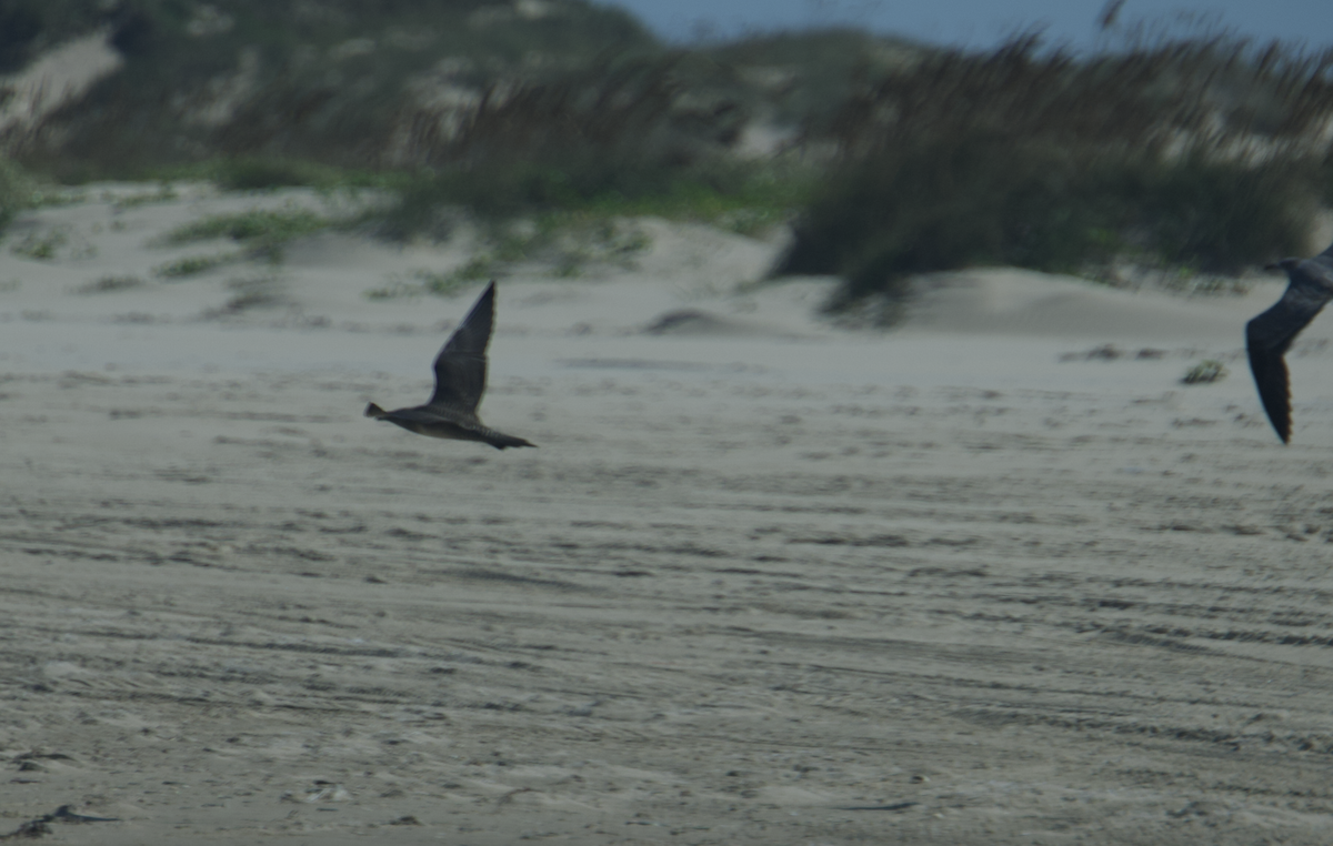 Long-tailed Jaeger - ML608626827