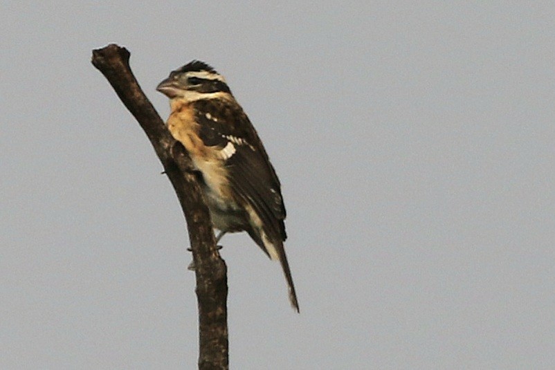 Rose-breasted Grosbeak - ML608626837