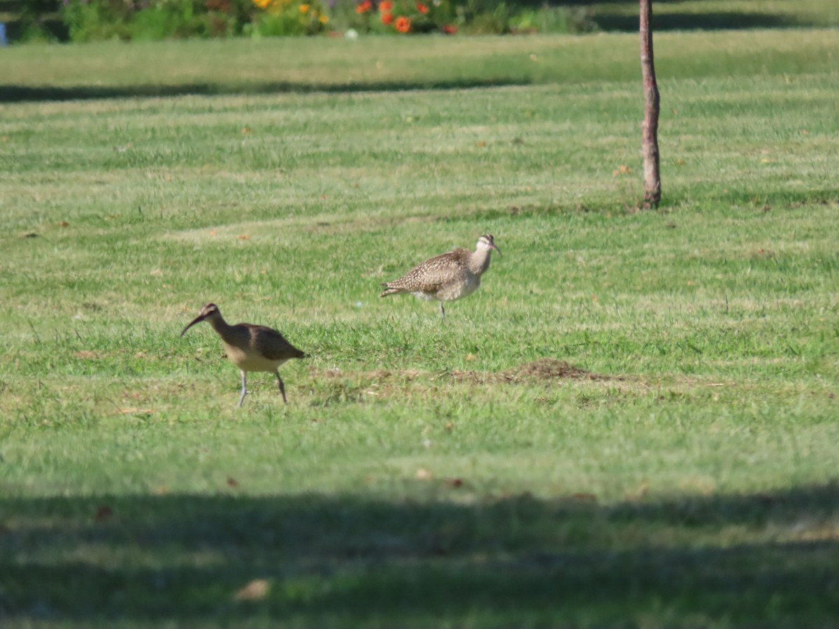 Regenbrachvogel - ML608626856