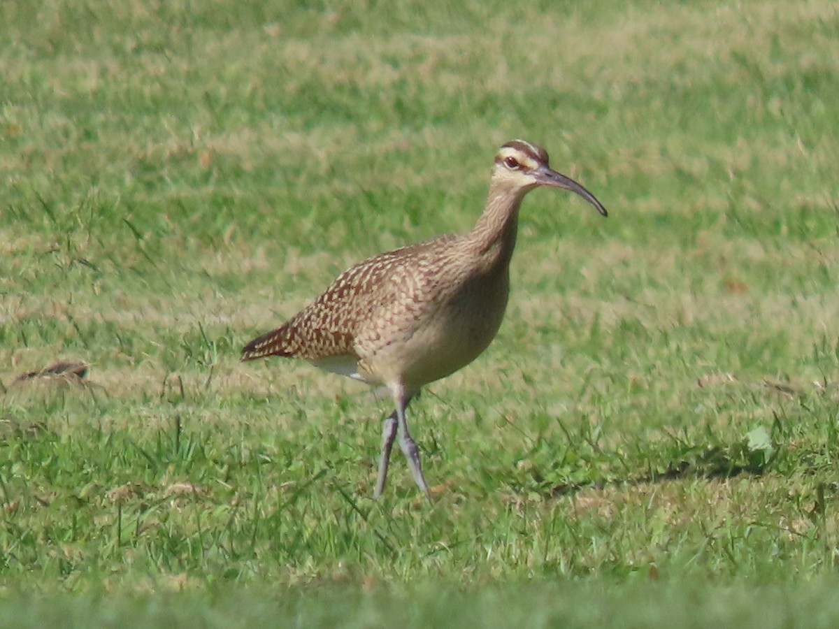 Whimbrel - ML608626857