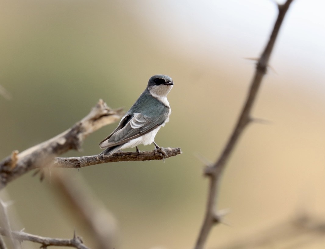 Tumbes Swallow - Marcelo Quipo