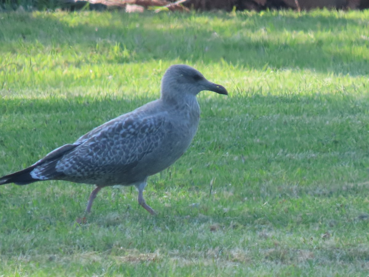 Herring Gull - ML608626910