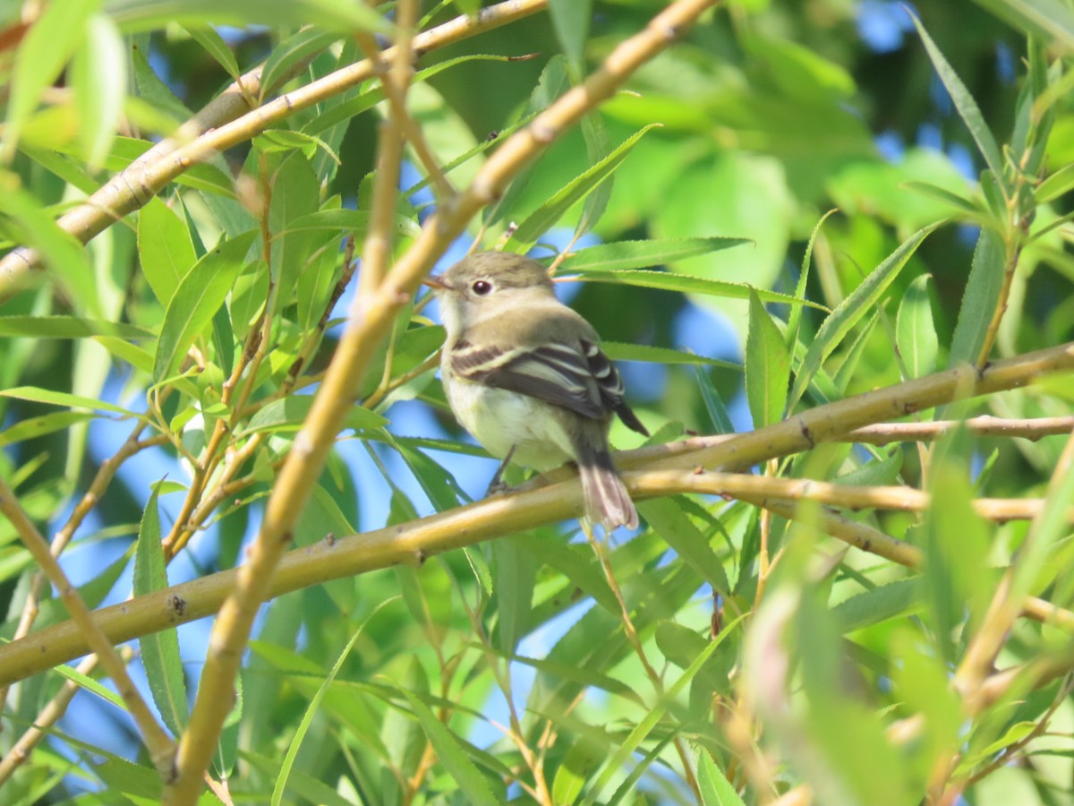 Least Flycatcher - ML608626921