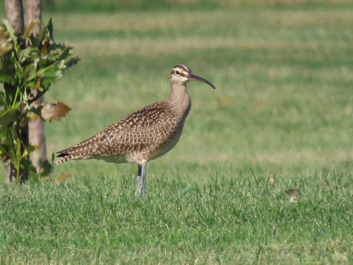 Regenbrachvogel - ML608626940