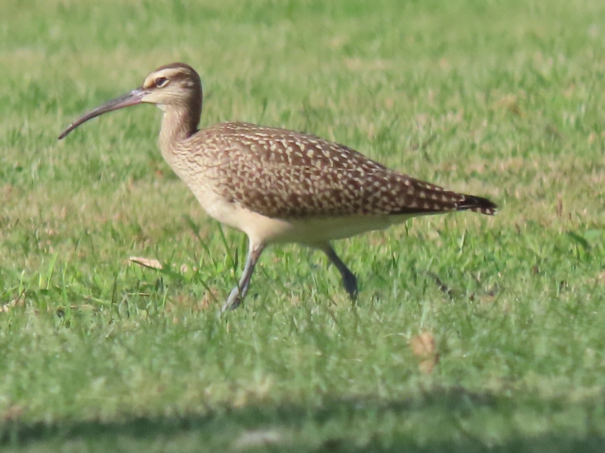 Regenbrachvogel - ML608626941