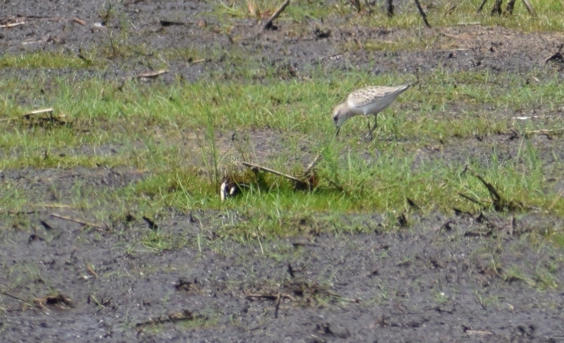 Baird's Sandpiper - ML608626961