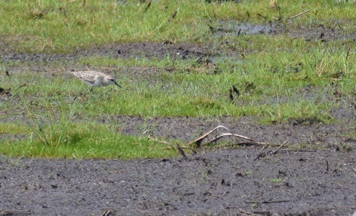 Baird's Sandpiper - ML608626963