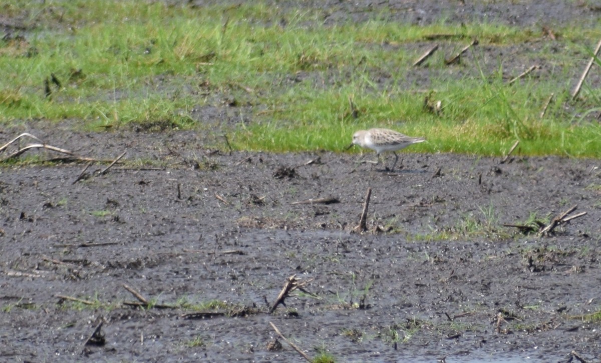 Baird's Sandpiper - ML608626968