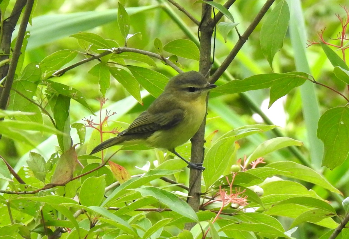 Philadelphia Vireo - Nancy Douglas