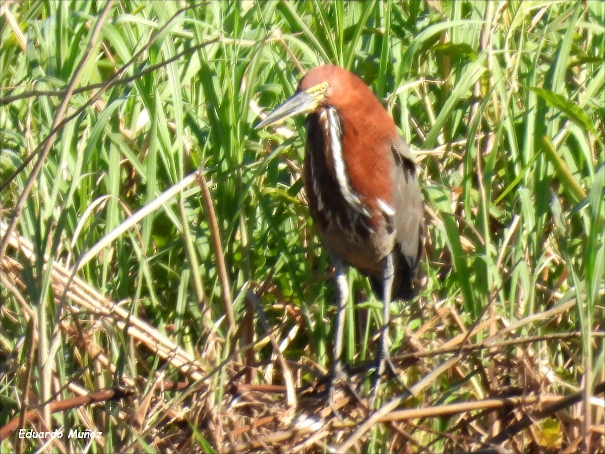 Rufescent Tiger-Heron - Hermann Eduardo Muñoz