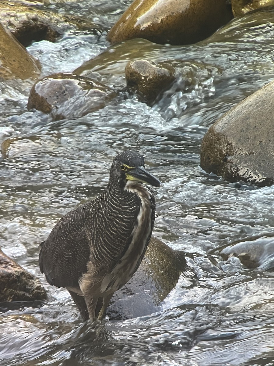 Fasciated Tiger-Heron - ML608627166