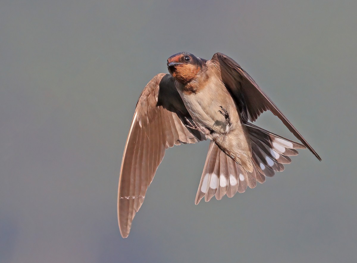 Golondrina Angoleña - ML608627177